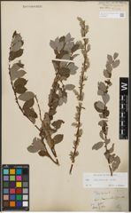 Foto von Salix starkeana Willd.